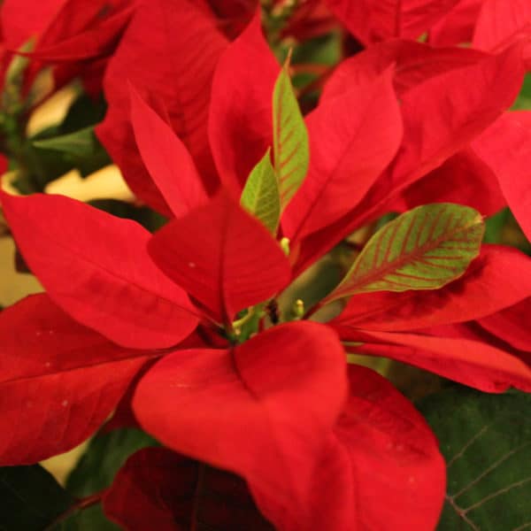 poinsettia_flower